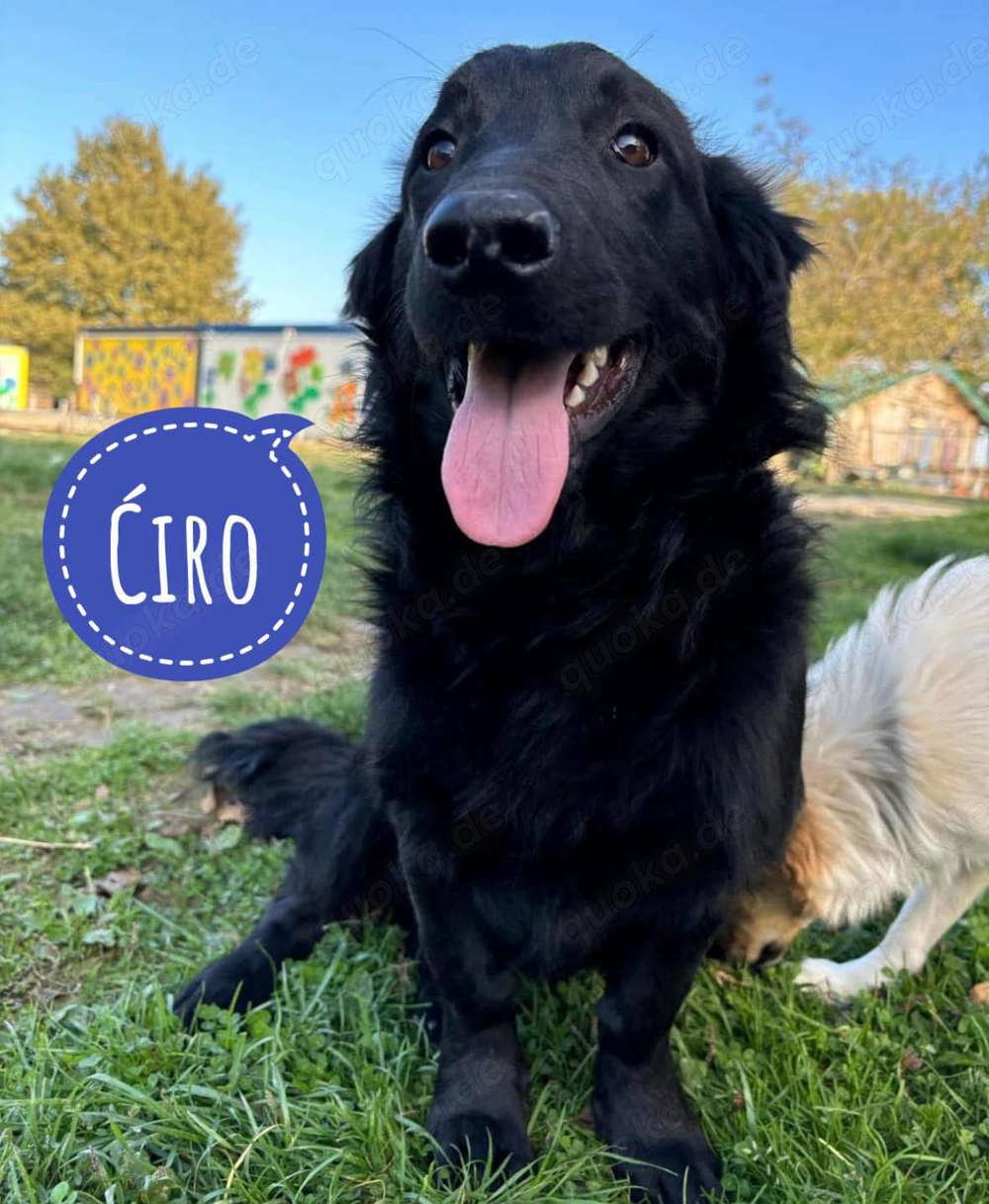 Iro, freundlicher Retriever Dackel Mischling