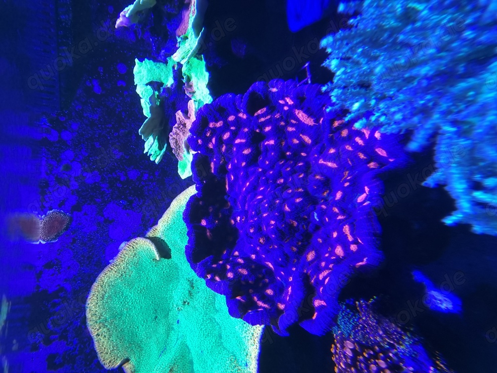   Koralle Mycedium Robokaki, "raspberry eye" Rarität