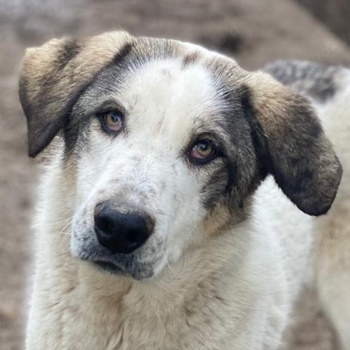 Aron, geb. ca. 02 2024, lebt in GRIECHENLAND, im städt. Tierheim Serres