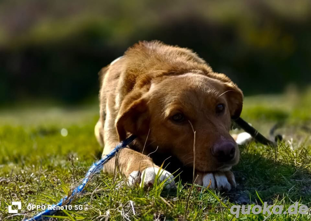 SIMBA    sucht ein neues Zuhause! 