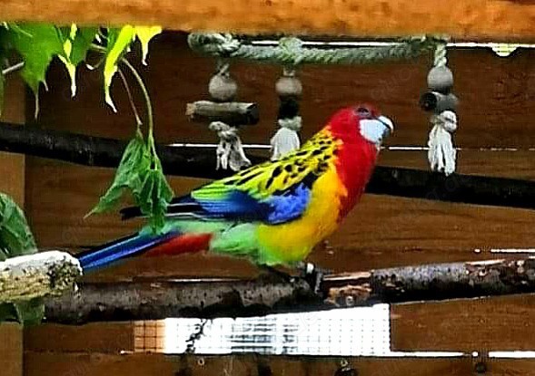 Prachtrosella.weiblich und männliche..