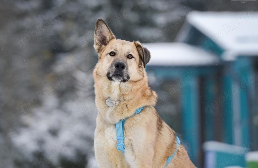 Schöner Anton sucht liebevolles Zuhause