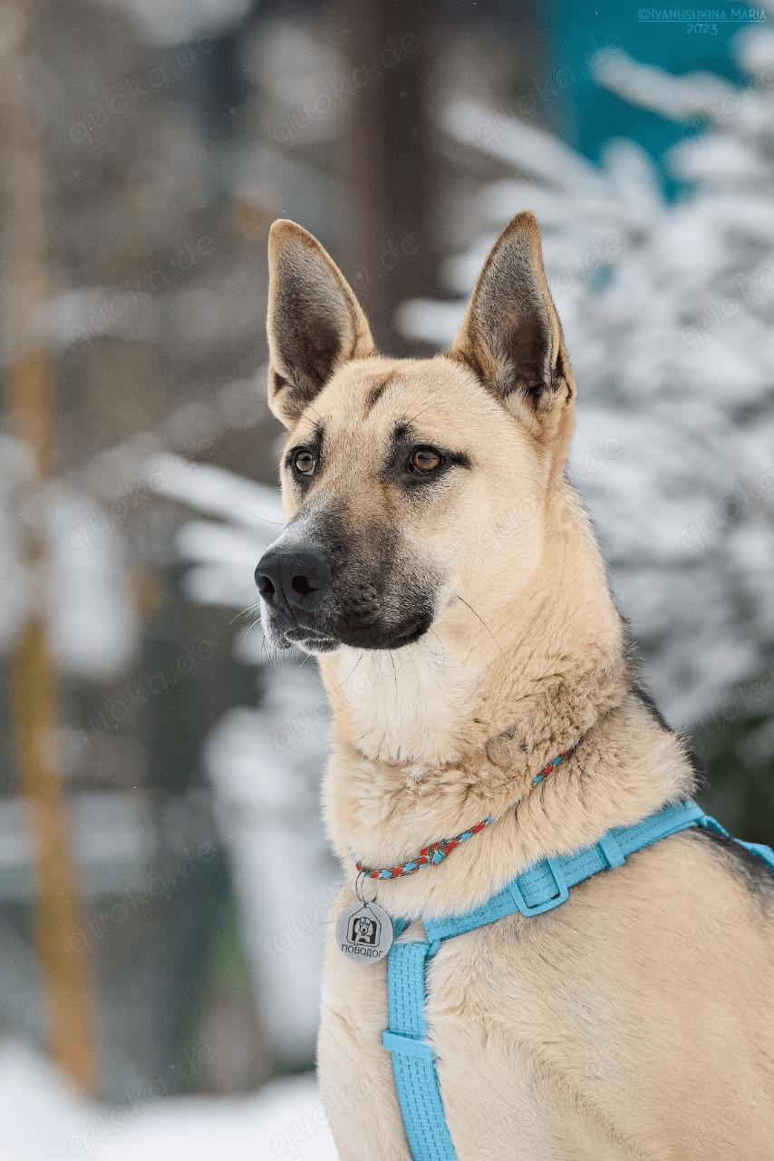 Lieber Cäsar sucht liebevolle Familie