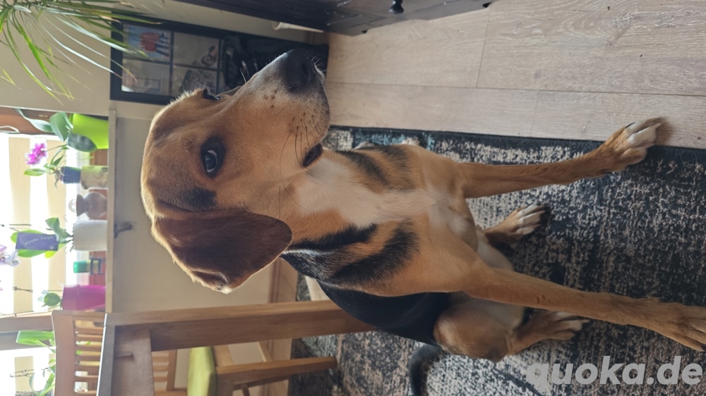 Mischlingshündin zu verkaufen 