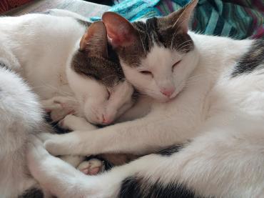 Caspar und Milo  Virneburg (ALO)