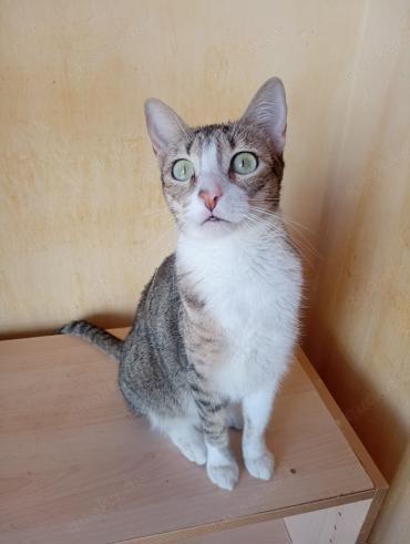 Gesellige Zuna (ALO)