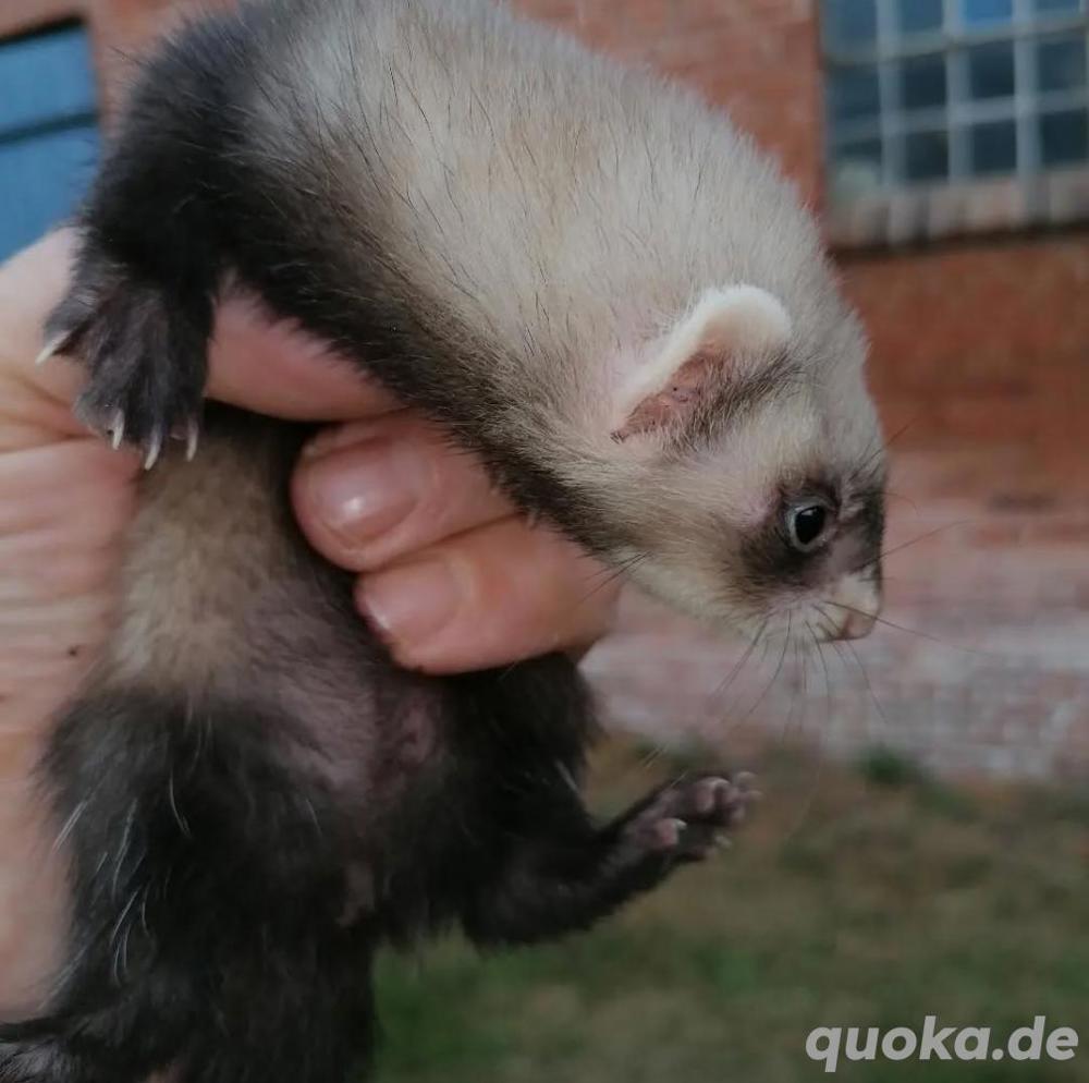 Frettchen , Suche! Frettchen , Suche!