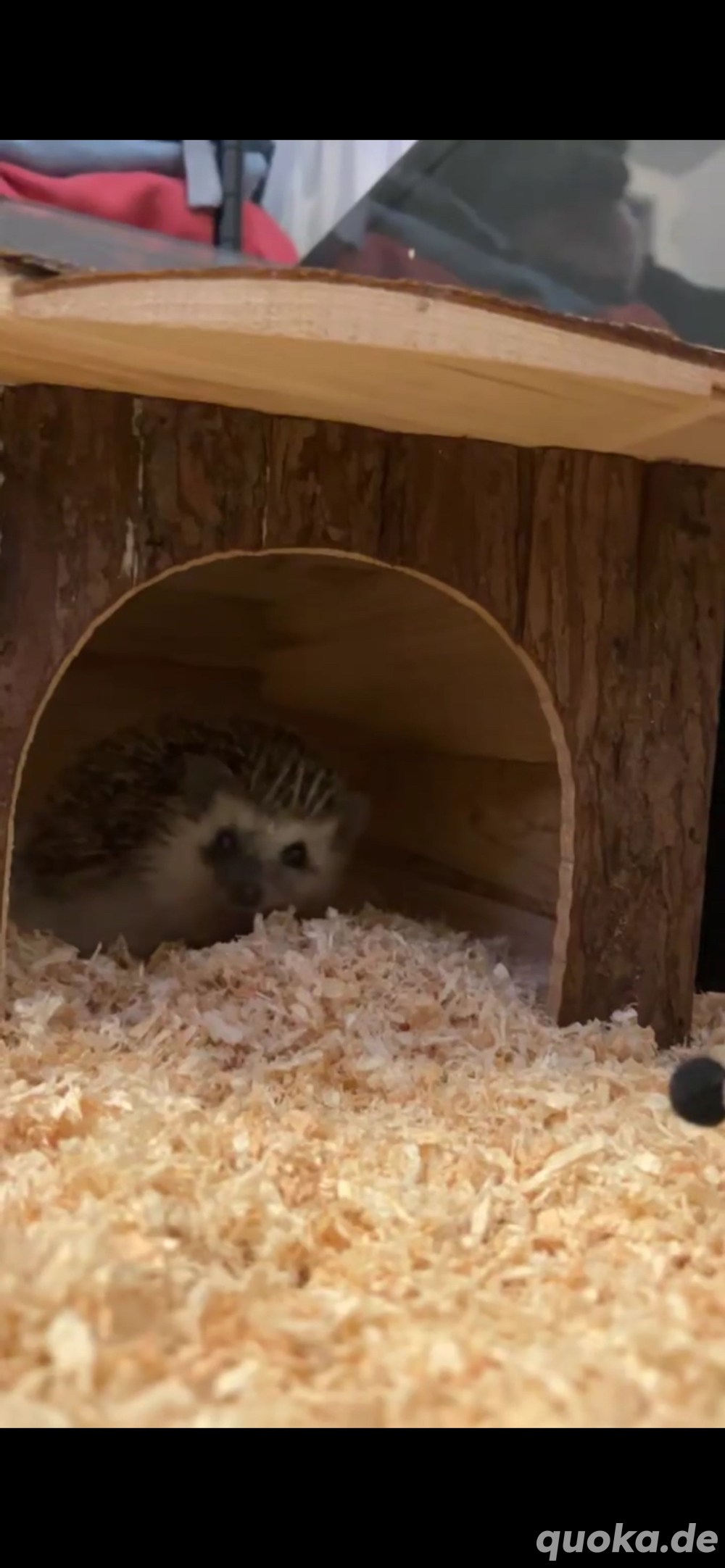 afrikanischer weißbauchigel 