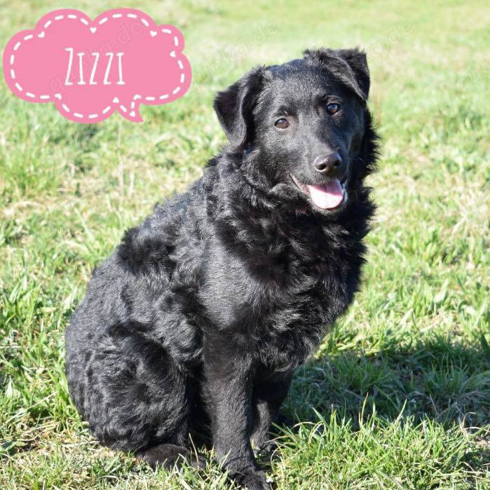 Zizzi, zuckersüßer Mudi Labrador Welpe