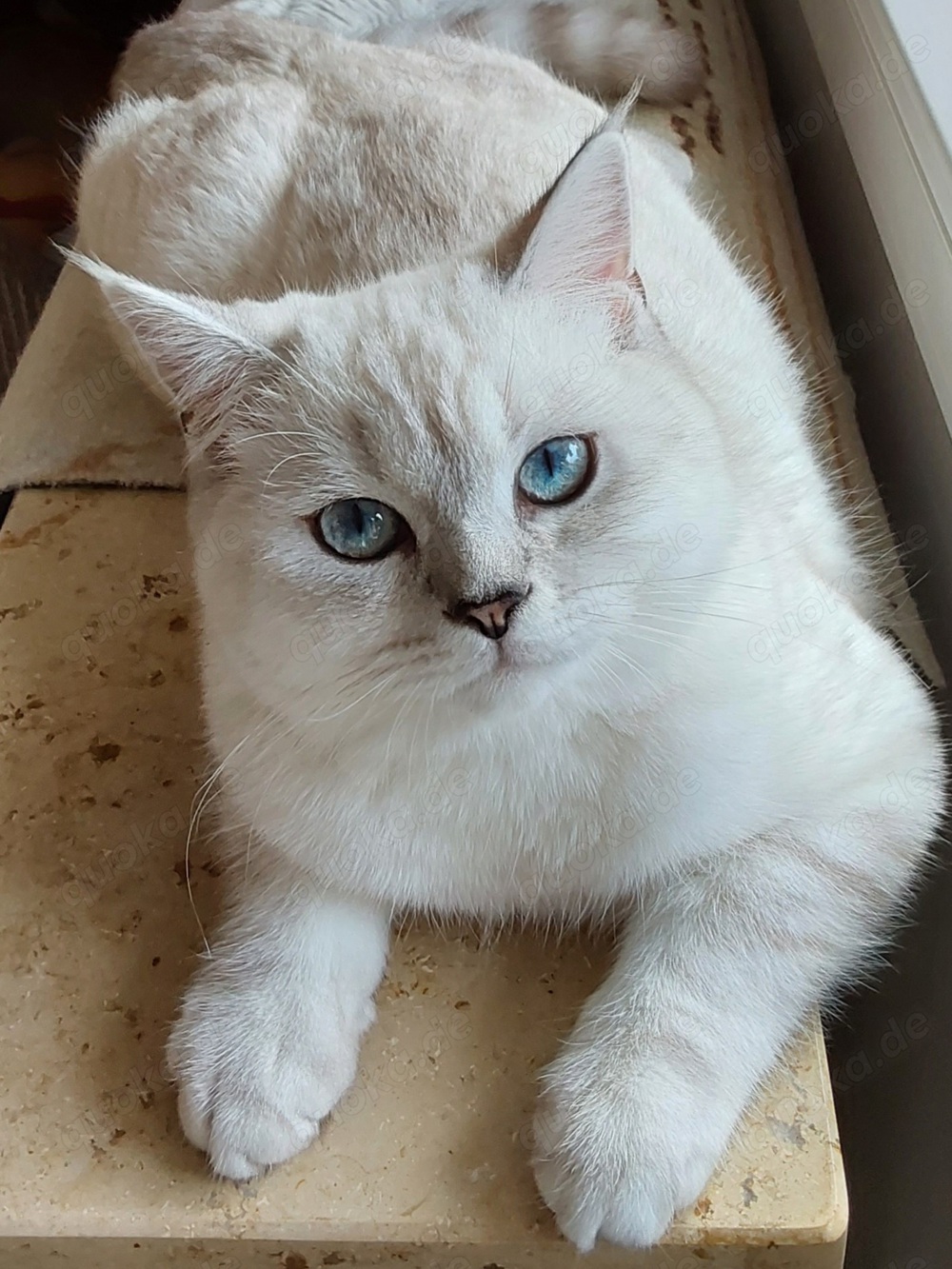 Bkh deckkater 