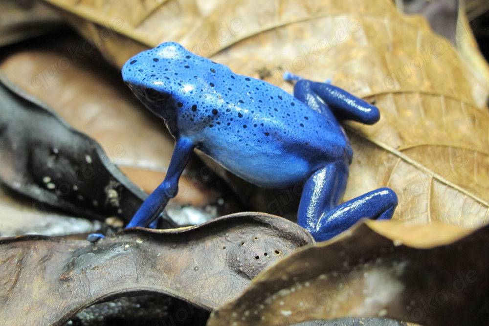 Dendrobates (tinctorius) azureus