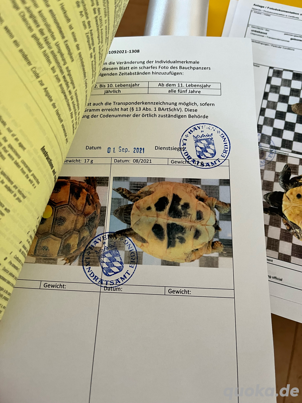 Griechische Langschildkröte