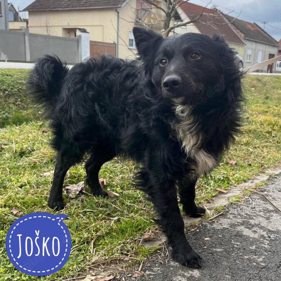 Josko, hinreißender Border Collie - Mudi Mischling