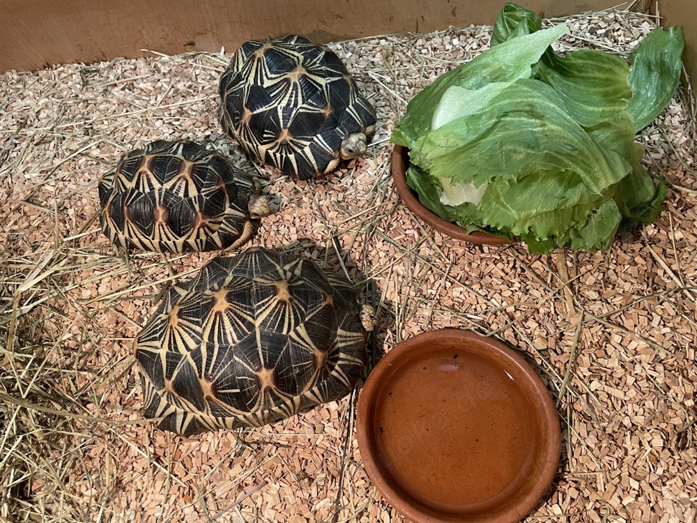 Strahlenschildkröte