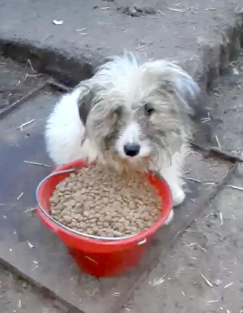 Jessy braucht ein richtiges Zuhause für immer