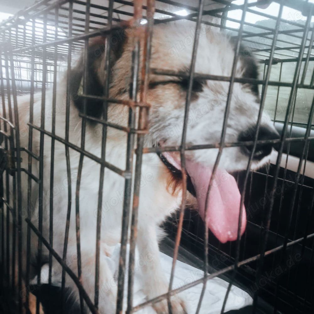 Coby sucht seine Menschen