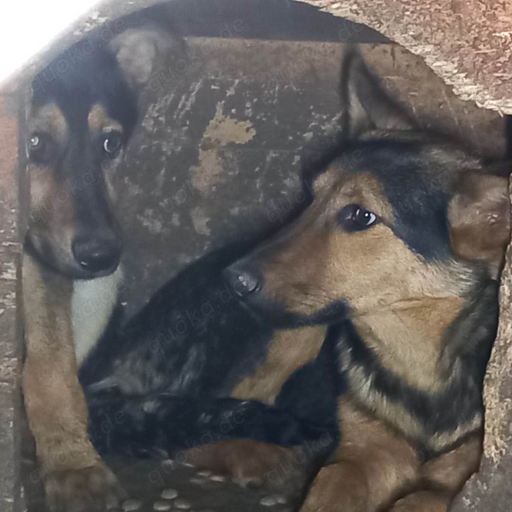 Puka - hast du ein Körbchen frei?