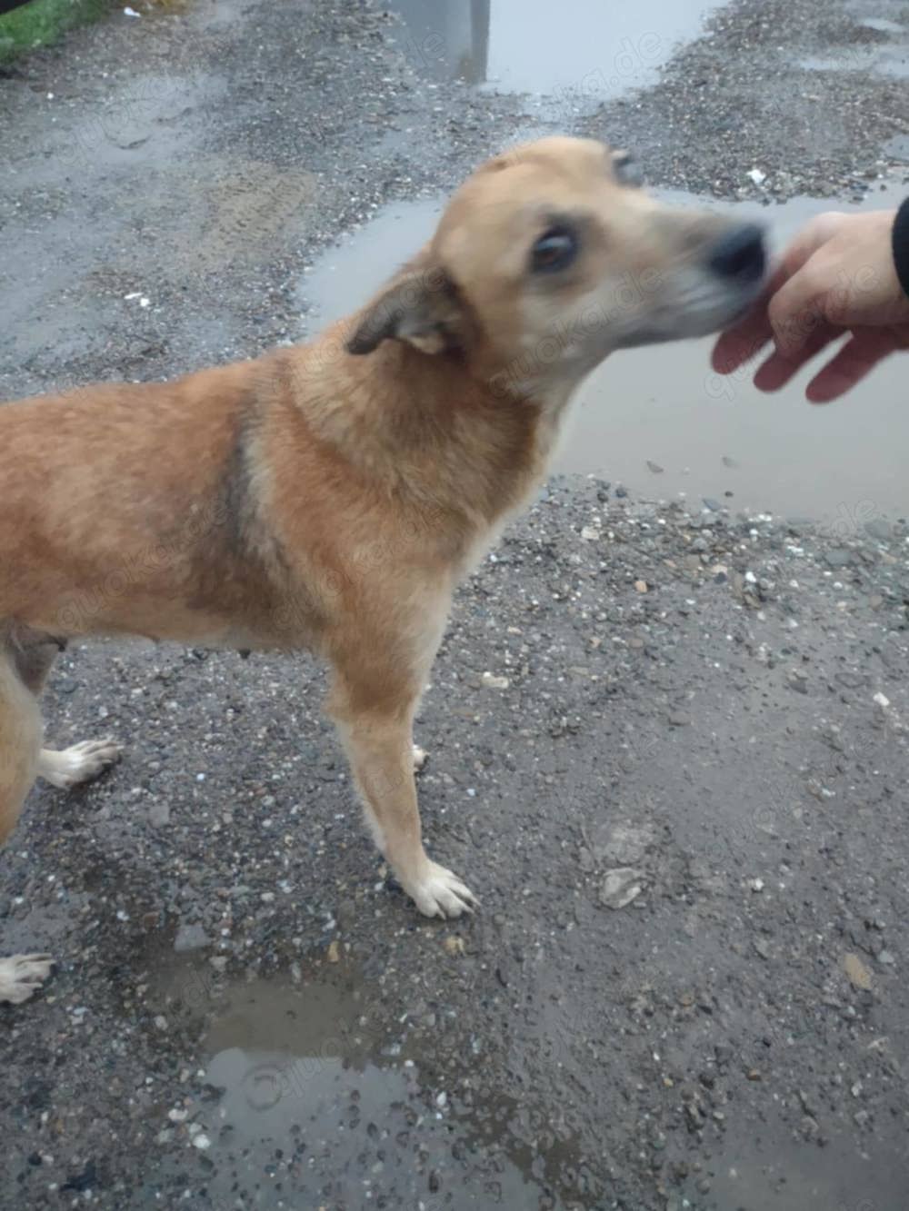 Lilo - hast du ein Körbchen frei?