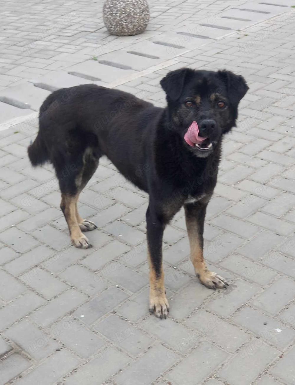 Chicco braucht Streicheleinheiten