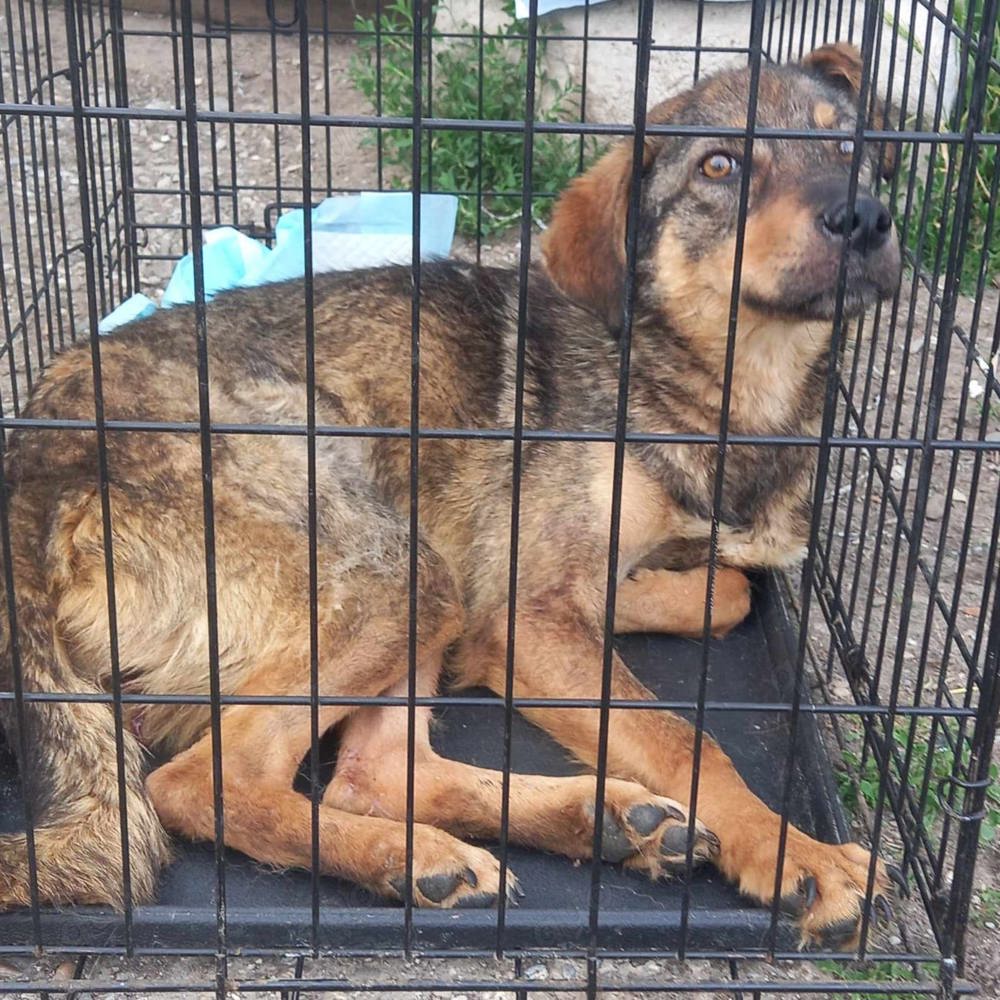 Marta braucht ein richtiges Zuhause für immer