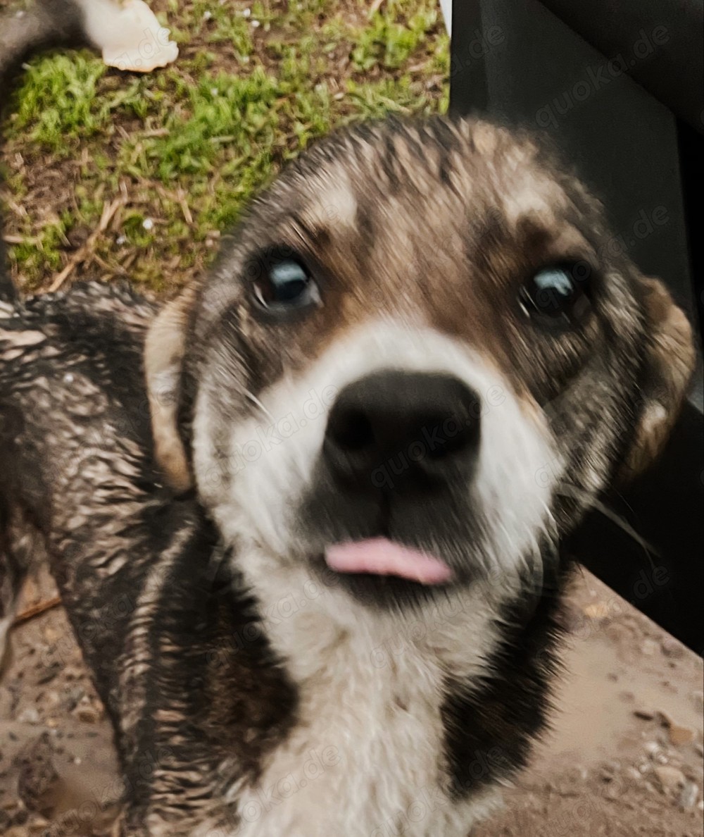 Nancy - schenkst du ihr ein liebevolles Zuhause?