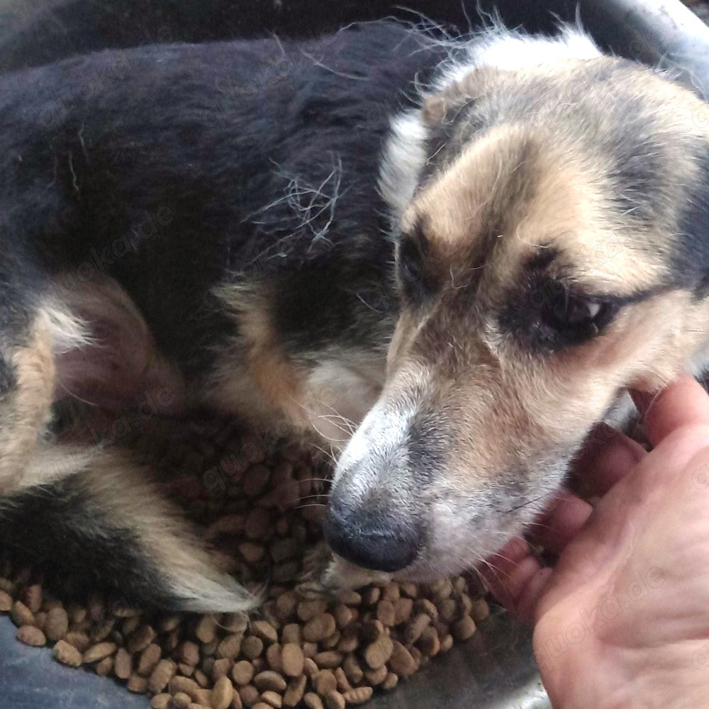 Melcom - freundlicher Rüde sucht dich