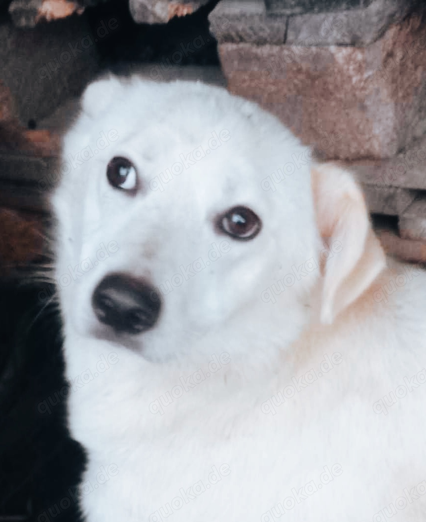 Kosmo braucht ein liebevolles Zuhause für immer
