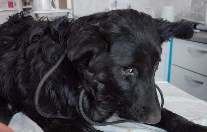 Corby - wer gibt ihm ein richtiges Zuhause?