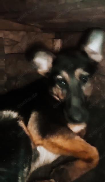 Puka braucht ein liebevolles Zuhause