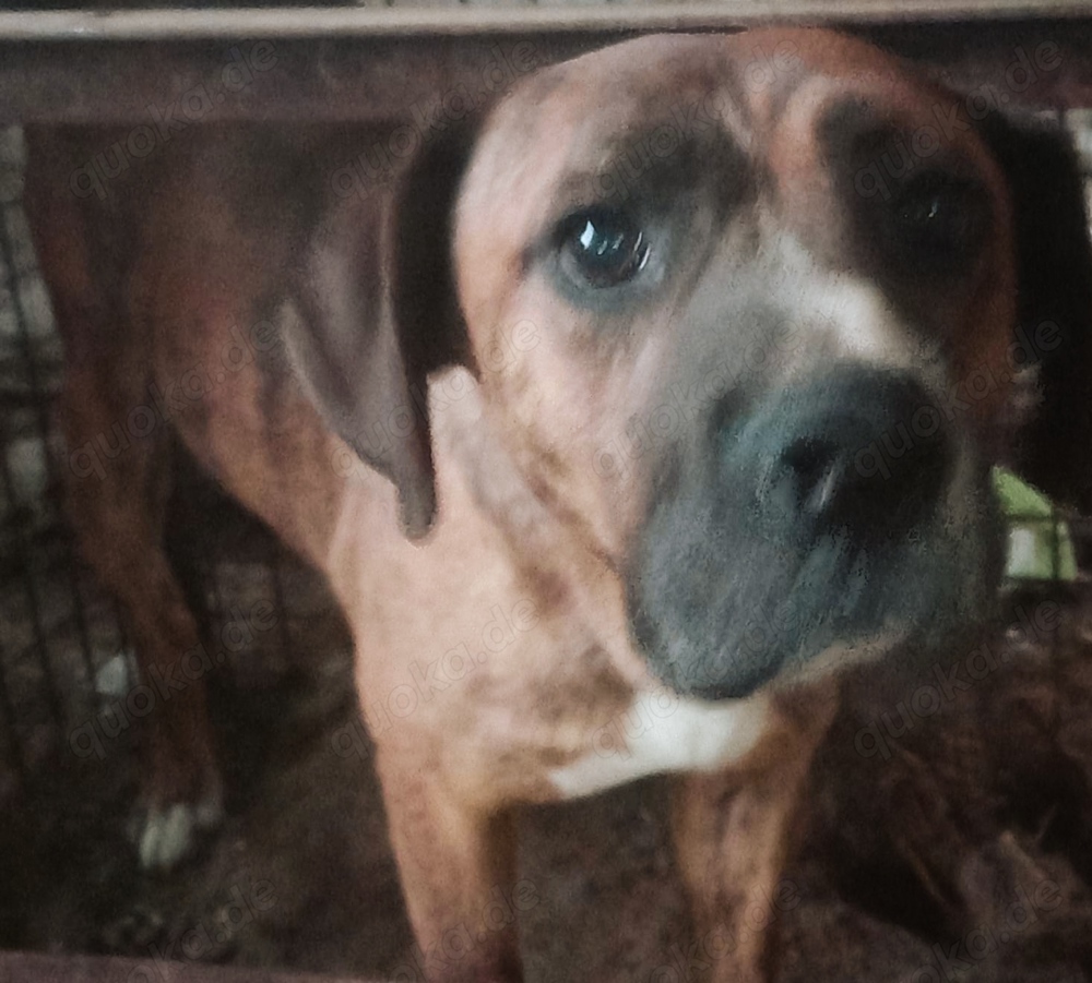 Nochy - wer schenkt ihm ein Zuhause für immer?