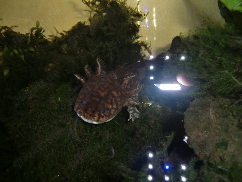 Gruppe Ambystoma andersoni Querzahnmolche