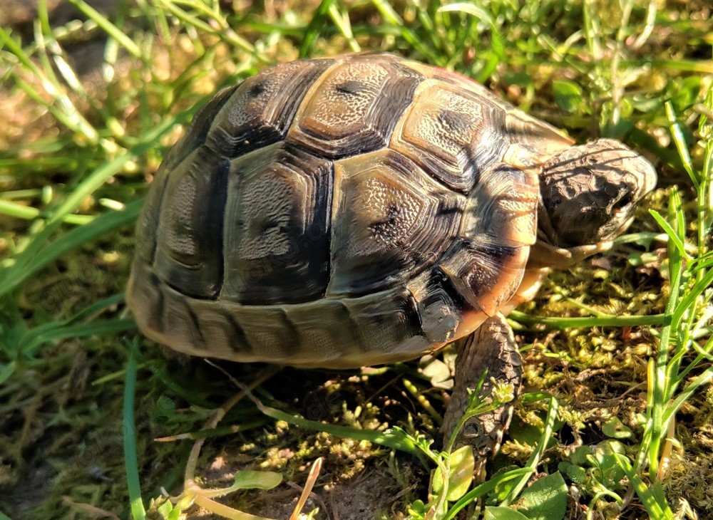 maurische Landschildkröten