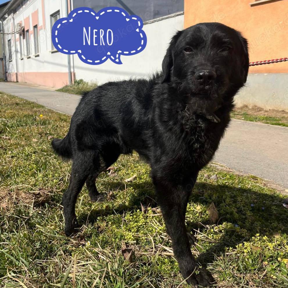 Nero, lieber und gutmütiger Traumhund