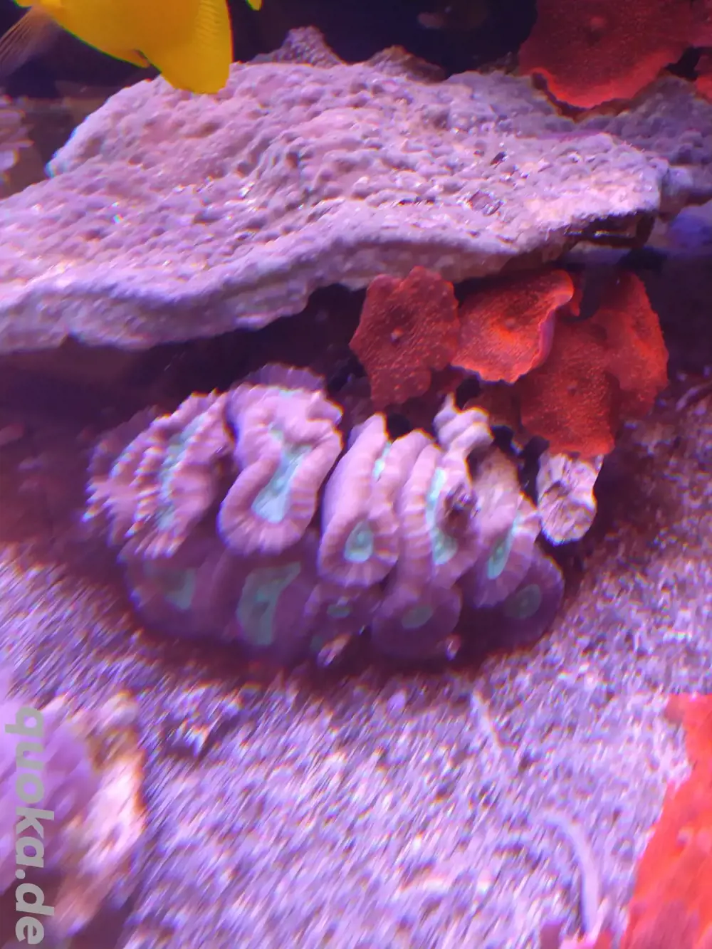 SALE! Caulastrea Koralle ca 10 Köpfe SALE! Caulastrea Koralle ca 10 Köpfe