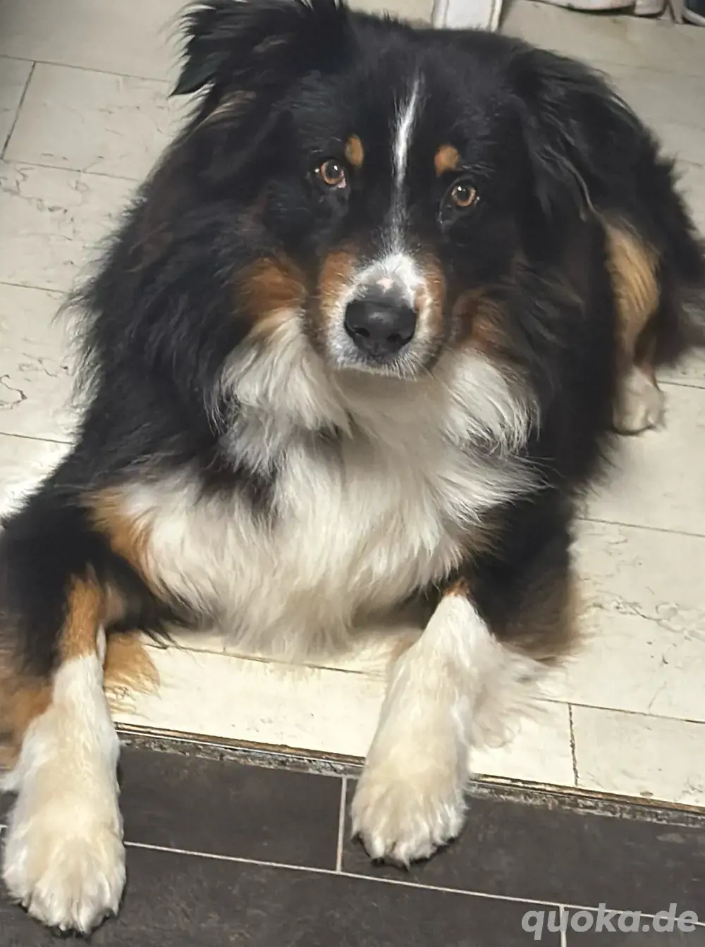 reinrassiger Australian shepard reinrassiger Australian shepard