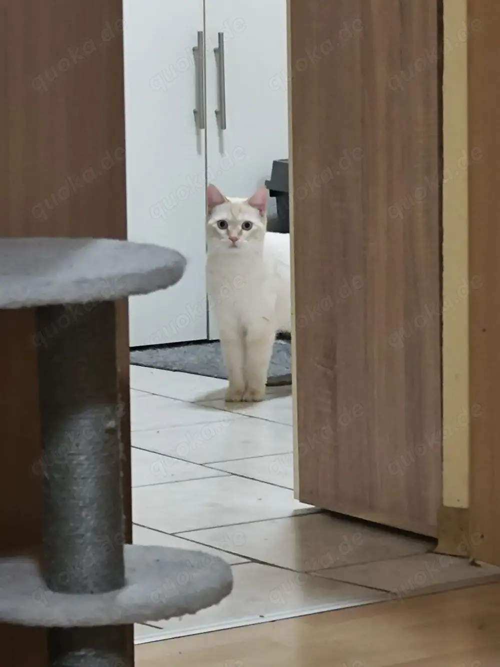 Zwei BKH Colorpoint Shorthair Kater Zwei BKH Colorpoint Shorthair Kater