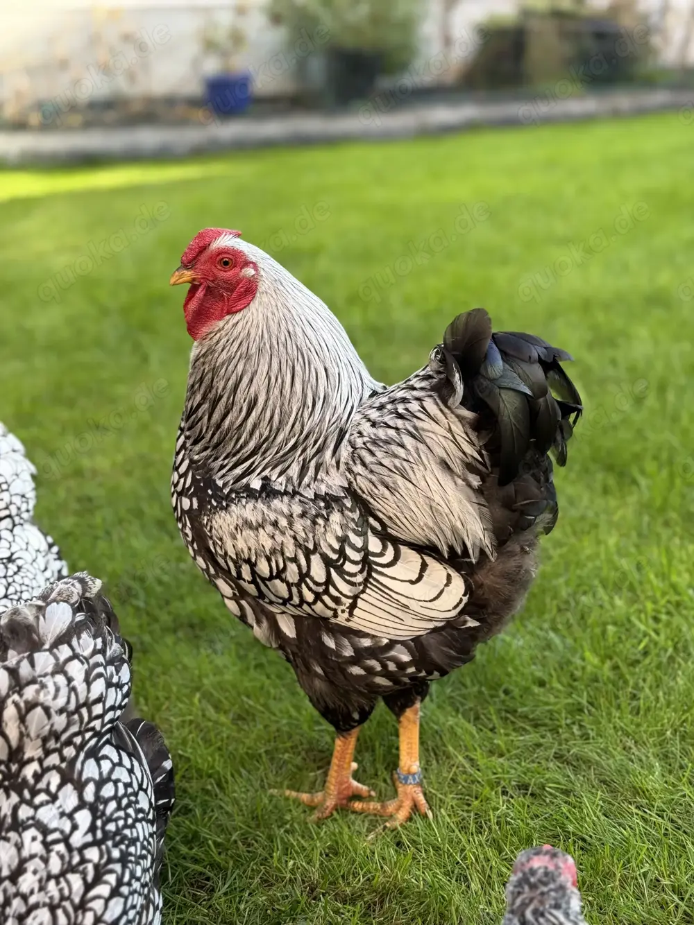 Bruteier Zwerg Wyandotten silber schwarzgesäumt