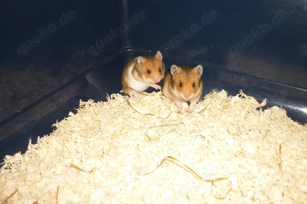 Goldhamster Babys