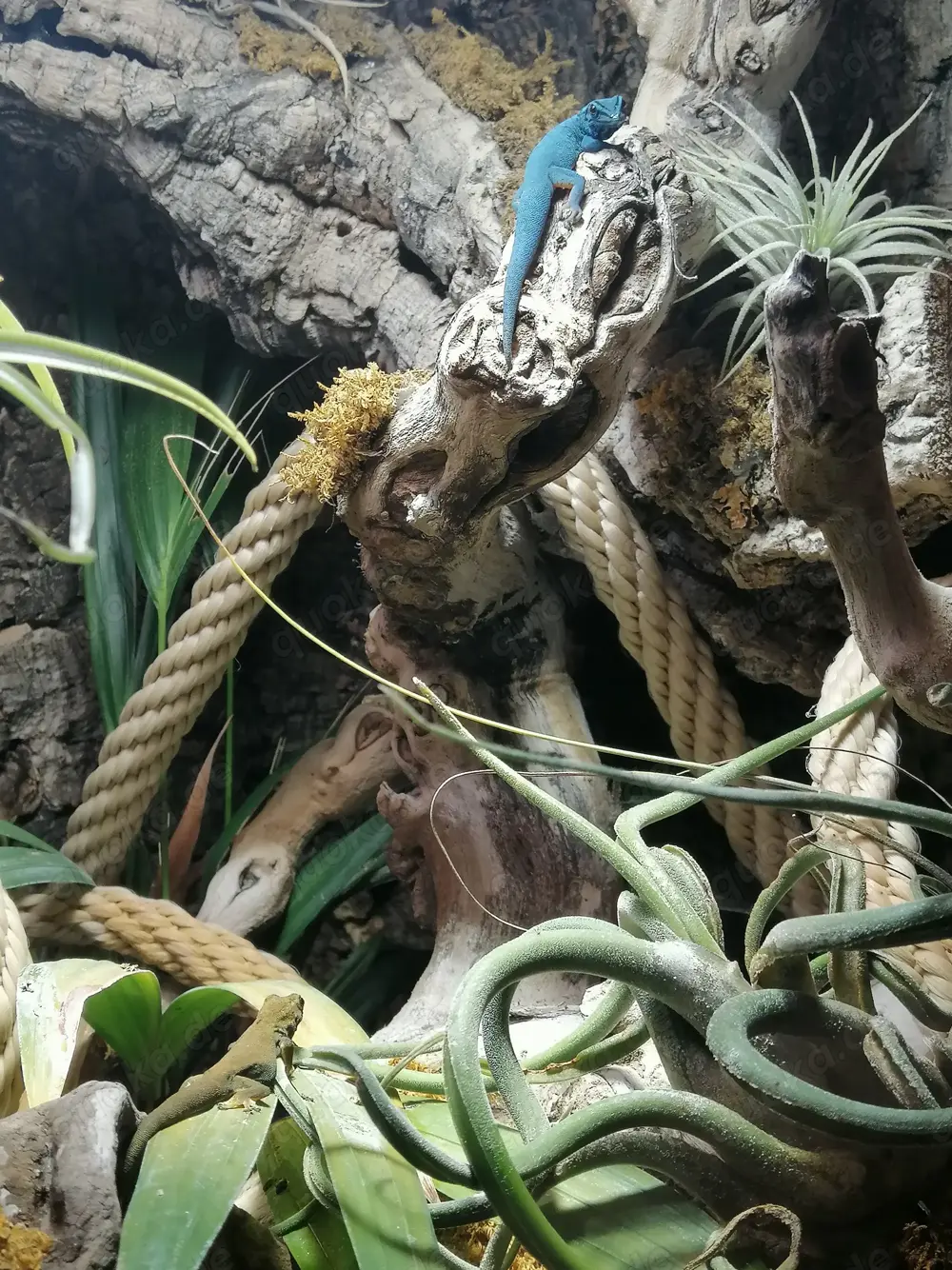 Lygodactilus williamsi 0.1