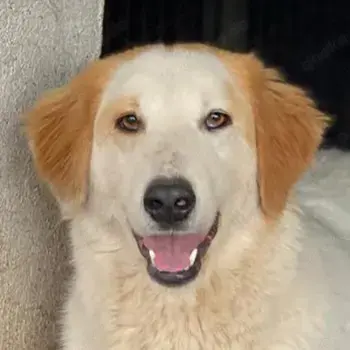 Tobby, geb. ca. 11 2022, lebt in GRIECHENLAND, im städt. Tierheim Serres