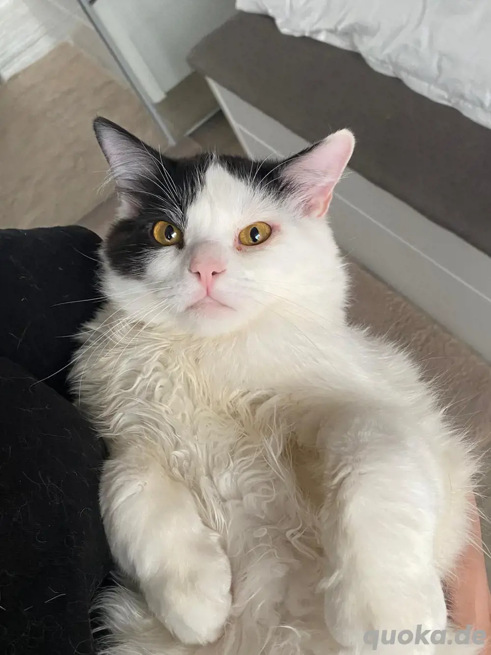 Ragdoll Katze Ragdoll Katze