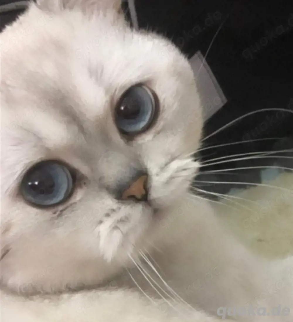 deckkater