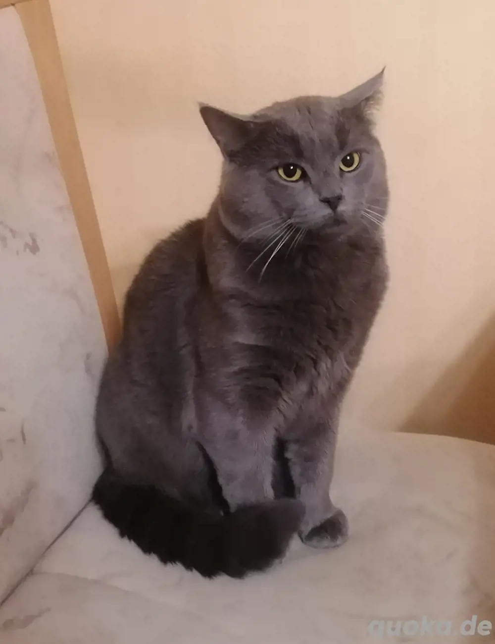 Deckkater, BKH    kein Verkauf!