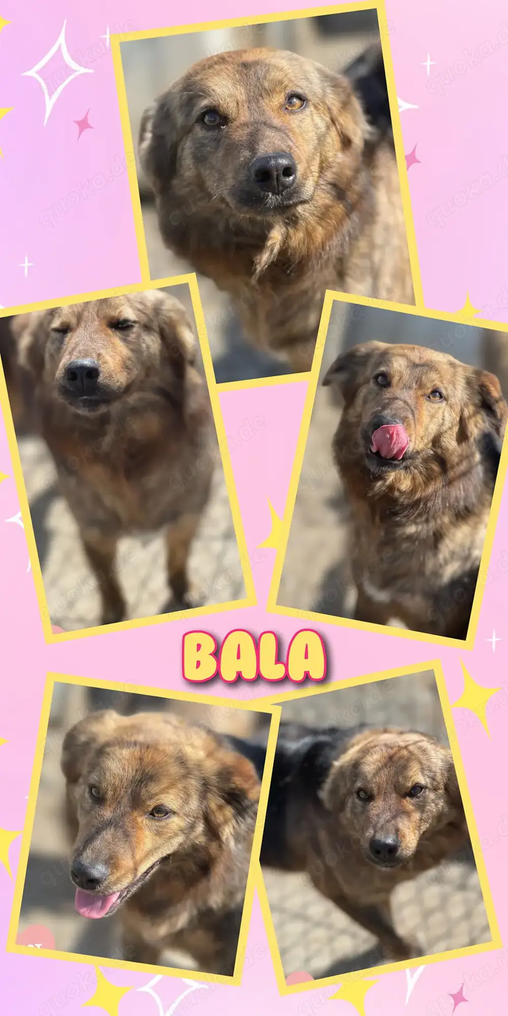sehr liebevolle, menschenbezogene Traumhündin "Bala" sucht ein schönes Zuhause