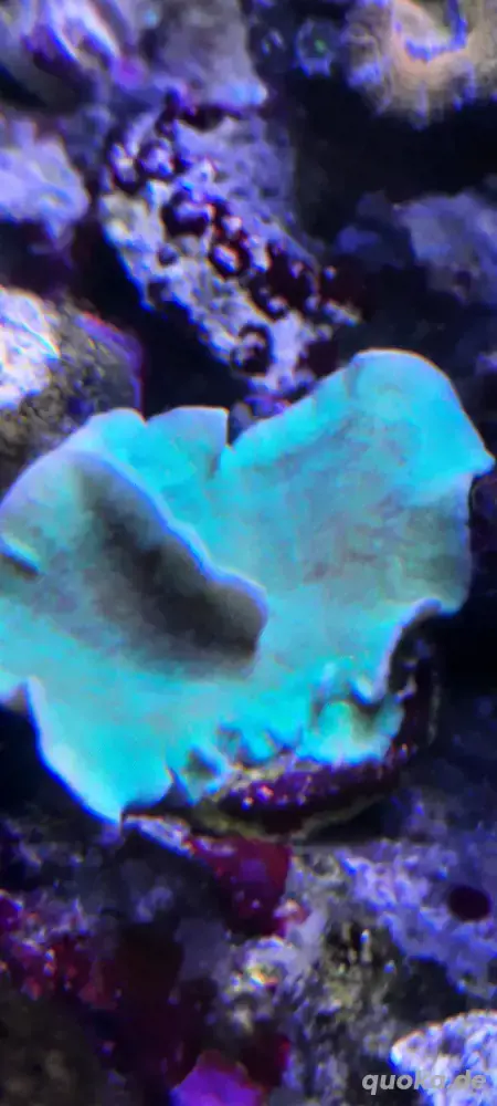 korallen ableger  pavona Kaktus 