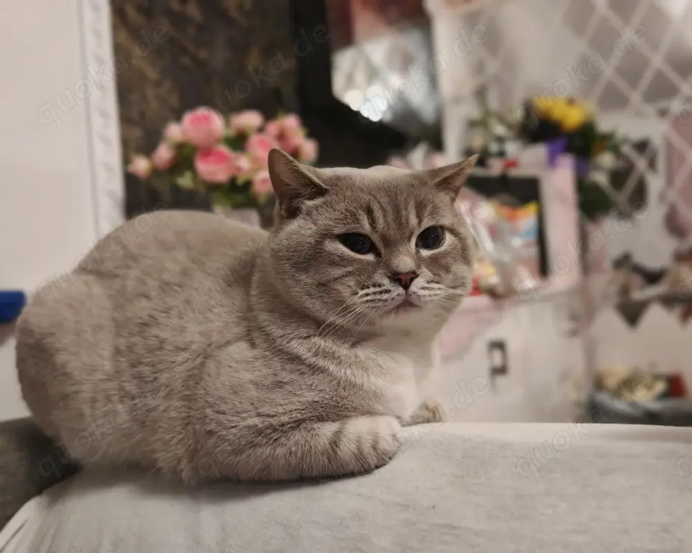 DeckKater bkh shinshila Silber Point blau 