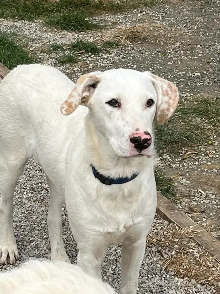 Ice sucht ein Zuhause