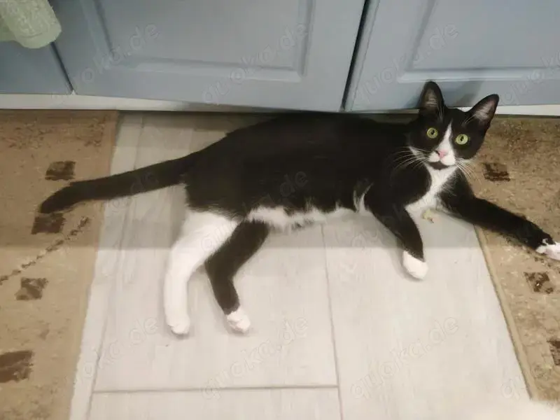 verschmuste und anhängliche junge Katze Tuxy sucht ein schönes Zuhause