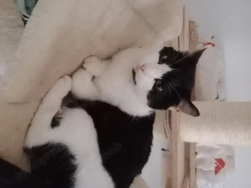 Platz für eine Samtpfote? Wir suchen Pflegestellen, die Katzen eine Chance geben wollen.