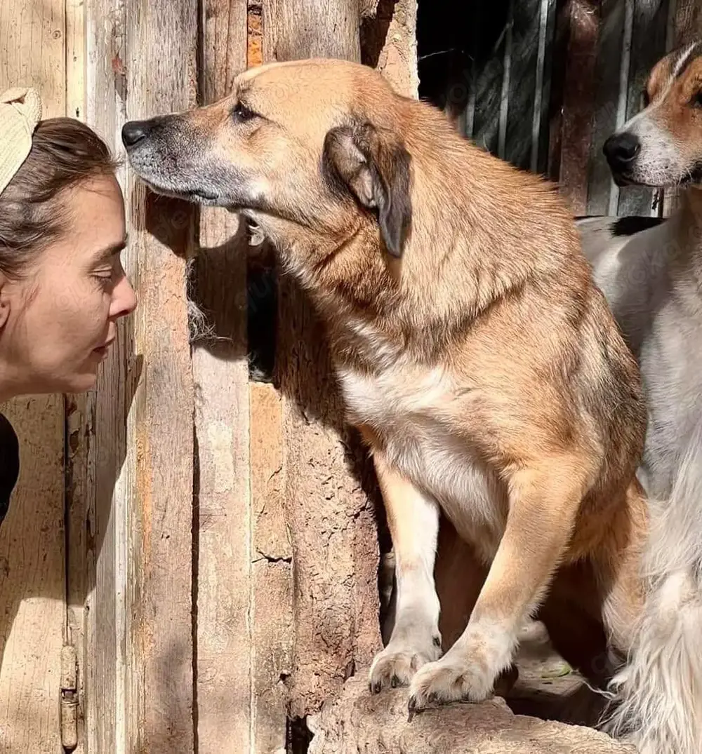 May - sanfte Hündin sucht Geborgenheit